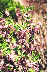 February Daphne (Daphne mezereum) at Lakeshore Garden Centres