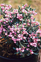 Bog Rosemary (Andromeda polifolia) at Lakeshore Garden Centres