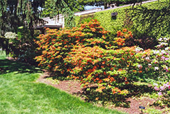 Coccinea Speciosa Azalea (Rhododendron x gandavense 'Coccinea Speciosa') at Lakeshore Garden Centres