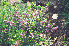 Furzey Heath (Erica carnea 'Furzey') at Lakeshore Garden Centres