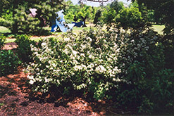 Lemoine Deutzia (Deutzia x lemoinei) at Lakeshore Garden Centres