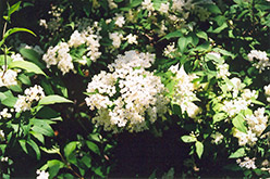 Lemoine Deutzia (Deutzia x lemoinei) at Lakeshore Garden Centres