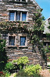 Mme. Gregoire Staechelin Rose (Rosa 'Mme. Gregoire Staechelin') at Lakeshore Garden Centres