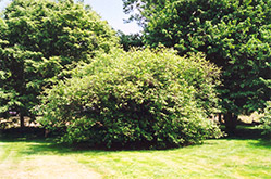 American Hazelnut (Corylus americana) at Mainescape Nursery