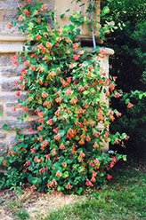 Superba Trumpet Honeysuckle (Lonicera sempervirens 'Superba') at Lakeshore Garden Centres