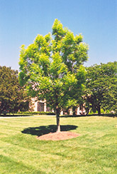 European Ash (Fraxinus excelsior) at Lakeshore Garden Centres