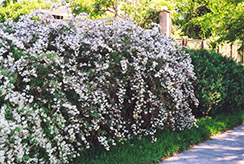 Pink Deutzia (Deutzia x rosea) at Lakeshore Garden Centres