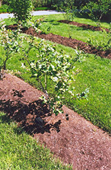 Earliblue Blueberry (Vaccinium corymbosum 'Earliblue') at Lakeshore Garden Centres