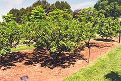 Golden Sun Peach (Prunus persica 'Golden Sun') at Lakeshore Garden Centres