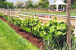Steuben Grape (Vitis 'Steuben') at Lakeshore Garden Centres