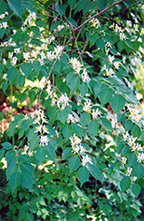 Morrow Honeysuckle (Lonicera morrowii) at Lakeshore Garden Centres
