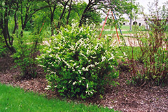 Nippon Spirea (Spiraea nipponica) at Lakeshore Garden Centres