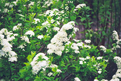 Nippon Spirea (Spiraea nipponica) at Lakeshore Garden Centres