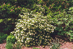 Huron Viburnum (Viburnum 'Huron') at Lakeshore Garden Centres