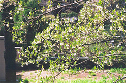 Winter Honeysuckle (Lonicera fragrantissima) at Lakeshore Garden Centres