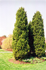 Eastern Redcedar (Juniperus virginiana) at A Very Successful Garden Center
