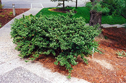 Howard's Compact Japanese Holly (Ilex crenata 'Howard's Compact') at Lakeshore Garden Centres