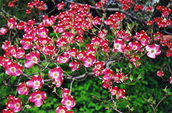 Red Giant Flowering Dogwood (Cornus florida 'Red Giant') at Lakeshore Garden Centres