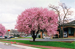 Thundercloud Plum (Prunus cerasifera 'Thundercloud') at Lakeshore Garden Centres