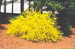 Beatrix Farrand Forsythia (Forsythia x intermedia 'Beatrix Farrand') at Lakeshore Garden Centres