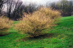 Fragrant Winterhazel (Corylopsis glabrescens) at Lakeshore Garden Centres