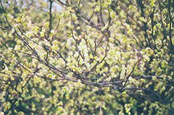 Fragrant Winterhazel (Corylopsis glabrescens) at Lakeshore Garden Centres