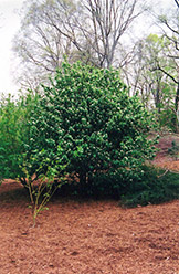 Small Leaved Whitebeam (Sorbus caloneura) at Lakeshore Garden Centres