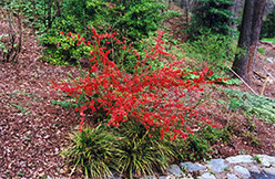 Mandarin Flowering  Quince (Chaenomeles x superba 'Mandarin') at Lakeshore Garden Centres