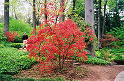 Dorsett Azalea (Rhododendron kaempferi 'Dorsett') at Lakeshore Garden Centres
