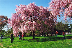 Pink Weeping Higan Cherry (Prunus subhirtella 'Pendula Rosea') at Lakeshore Garden Centres
