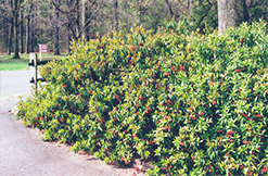 Wavy-leaved Chinese Stranvaesia (Stranvaesia davidiana var. undulata) at Lakeshore Garden Centres