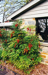Nandina (Nandina domestica) at Lakeshore Garden Centres