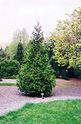 Extra Gold Arborvitae (Thuja plicata 'Extra Gold') at Lakeshore Garden Centres