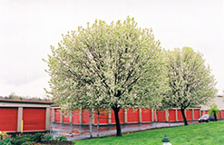 Bradford Ornamental Pear (Pyrus calleryana 'Bradford') at Lakeshore Garden Centres