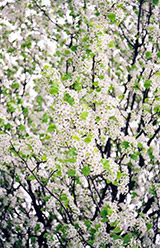 Bradford Ornamental Pear (Pyrus calleryana 'Bradford') at Lakeshore Garden Centres