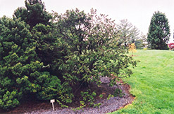 Brandley Hemlock (Tsuga canadensis 'Brandley') at Lakeshore Garden Centres