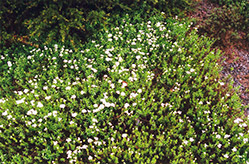 Nana Candytuft (Iberis sempervirens 'Nana') at Lakeshore Garden Centres