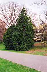 Hinoki Falsecypress (Chamaecyparis obtusa) at Lakeshore Garden Centres