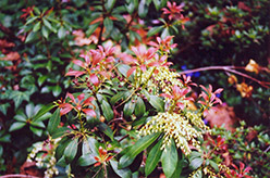 Japanese Pieris (Pieris japonica) at Lakeshore Garden Centres