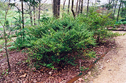 Japanese Holly (Ilex crenata) at Lakeshore Garden Centres