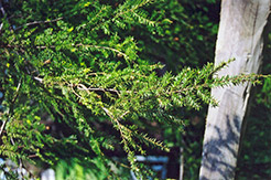 Canadian Hemlock (Tsuga canadensis) at The Mustard Seed