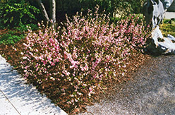 Double Pink Flowering Almond (Prunus glandulosa 'Rosea Plena') at Lakeshore Garden Centres
