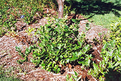 Polaris Blueberry (Vaccinium 'Polaris') at A Very Successful Garden Center