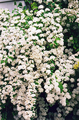 Vanhoutte Spirea (Spiraea x vanhouttei) at Golden Acre Home & Garden