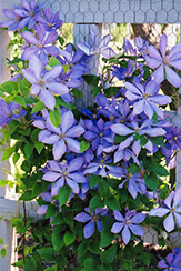Mrs. Cholmondeley Clematis (Clematis 'Mrs. Cholmondeley') at Lakeshore Garden Centres