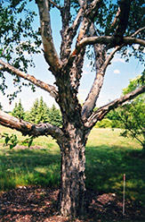 Dahurian Birch (Betula davurica) at Lakeshore Garden Centres