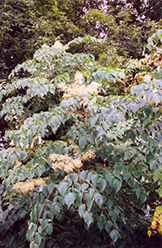 Hercules Club (Aralia spinosa) at Lakeshore Garden Centres