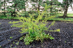 Sapalta Cherry-Plum (Prunus 'Sapalta') at Lakeshore Garden Centres