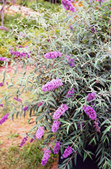 Charming Butterfly Bush (Buddleia davidii 'Charming') at Lakeshore Garden Centres