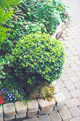 Korean Boxwood (Buxus microphylla 'var. koreana') at Lakeshore Garden Centres
